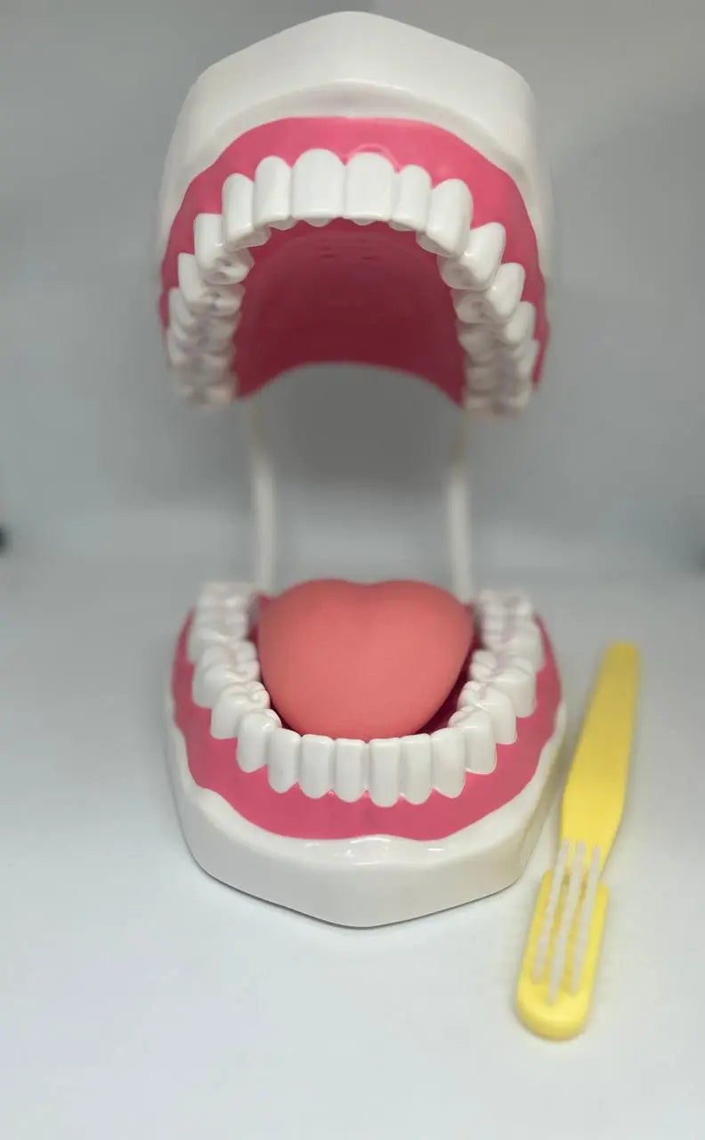 Large Dental Model with Tongue and Toothbrush