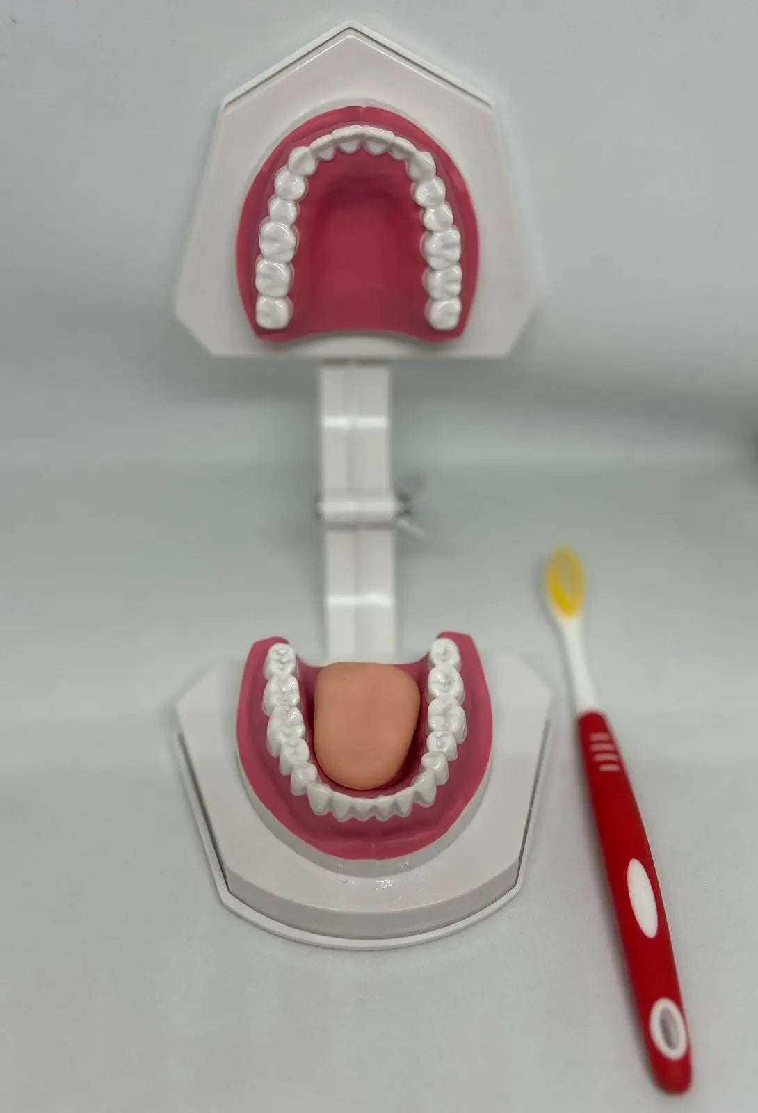 Small Dental Model with Tongue