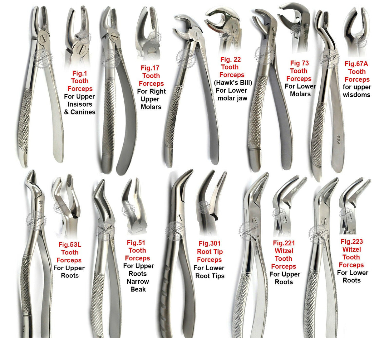 Dental Surgical Extraction Forceps